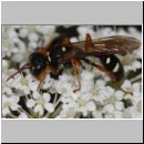 Mellinus crabroneus - Grabwespe w36 13mm - auf wilder Moehre - OS-Wallenhorst Sandgrube.jpg